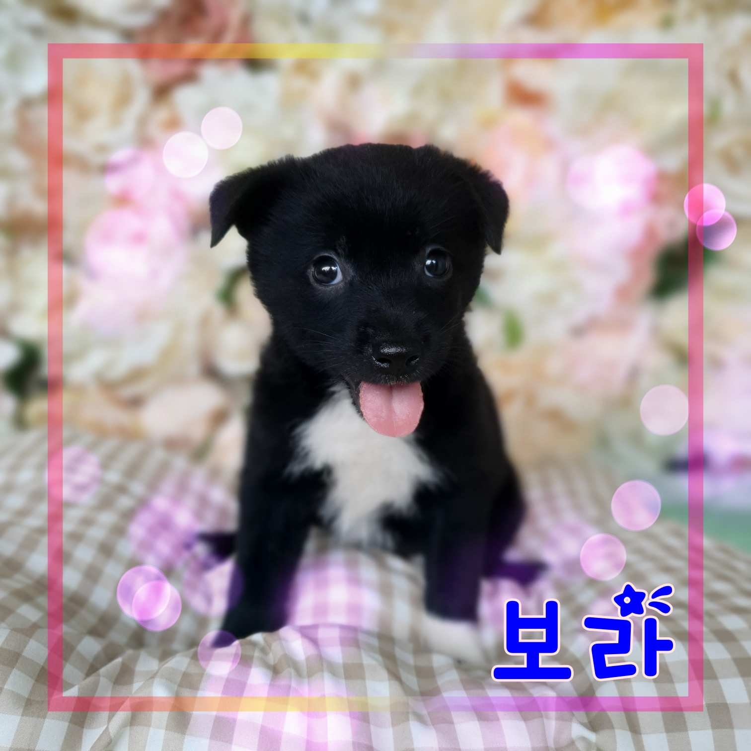 군산유기동물보호센터_445467202301295