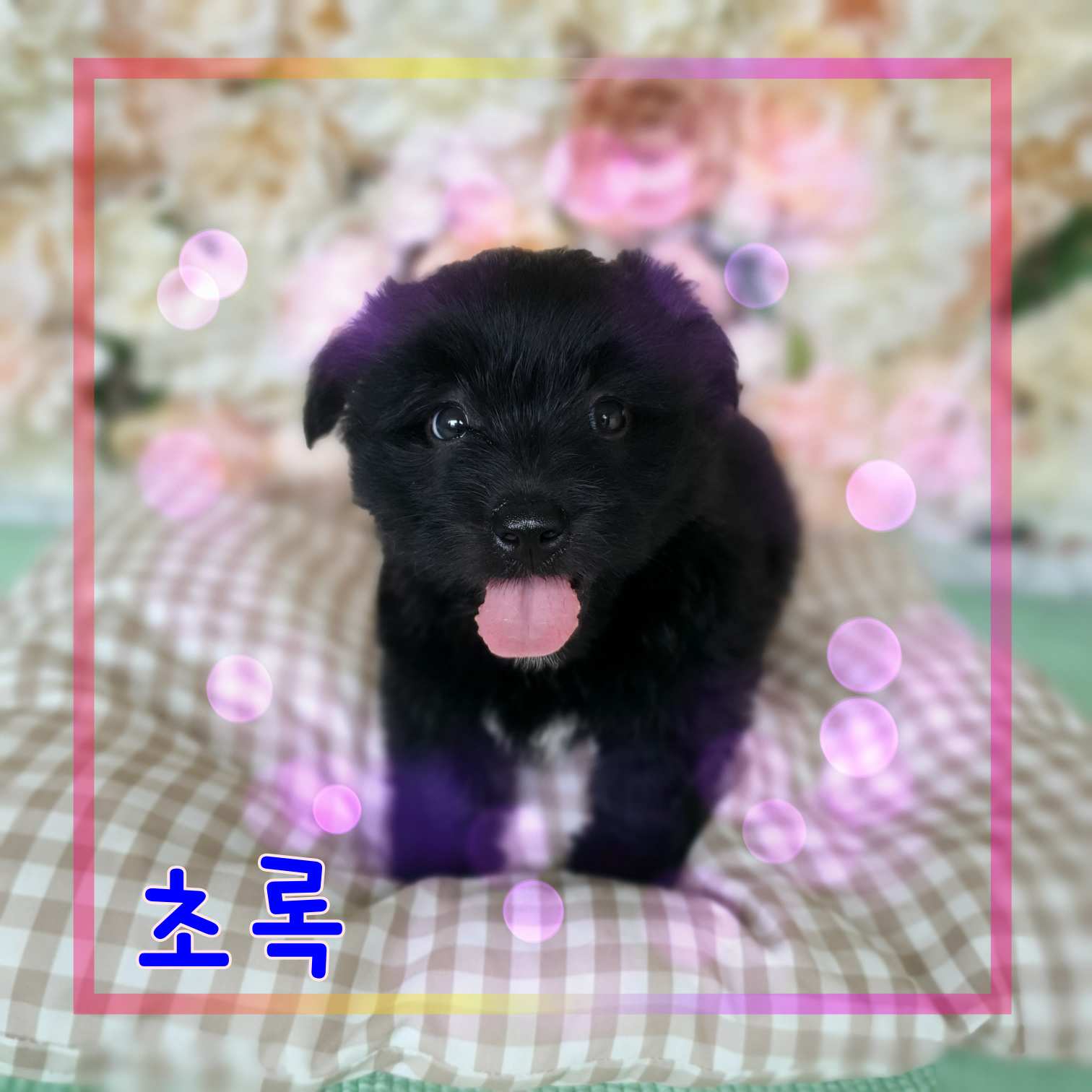 군산유기동물보호센터_445467202301292