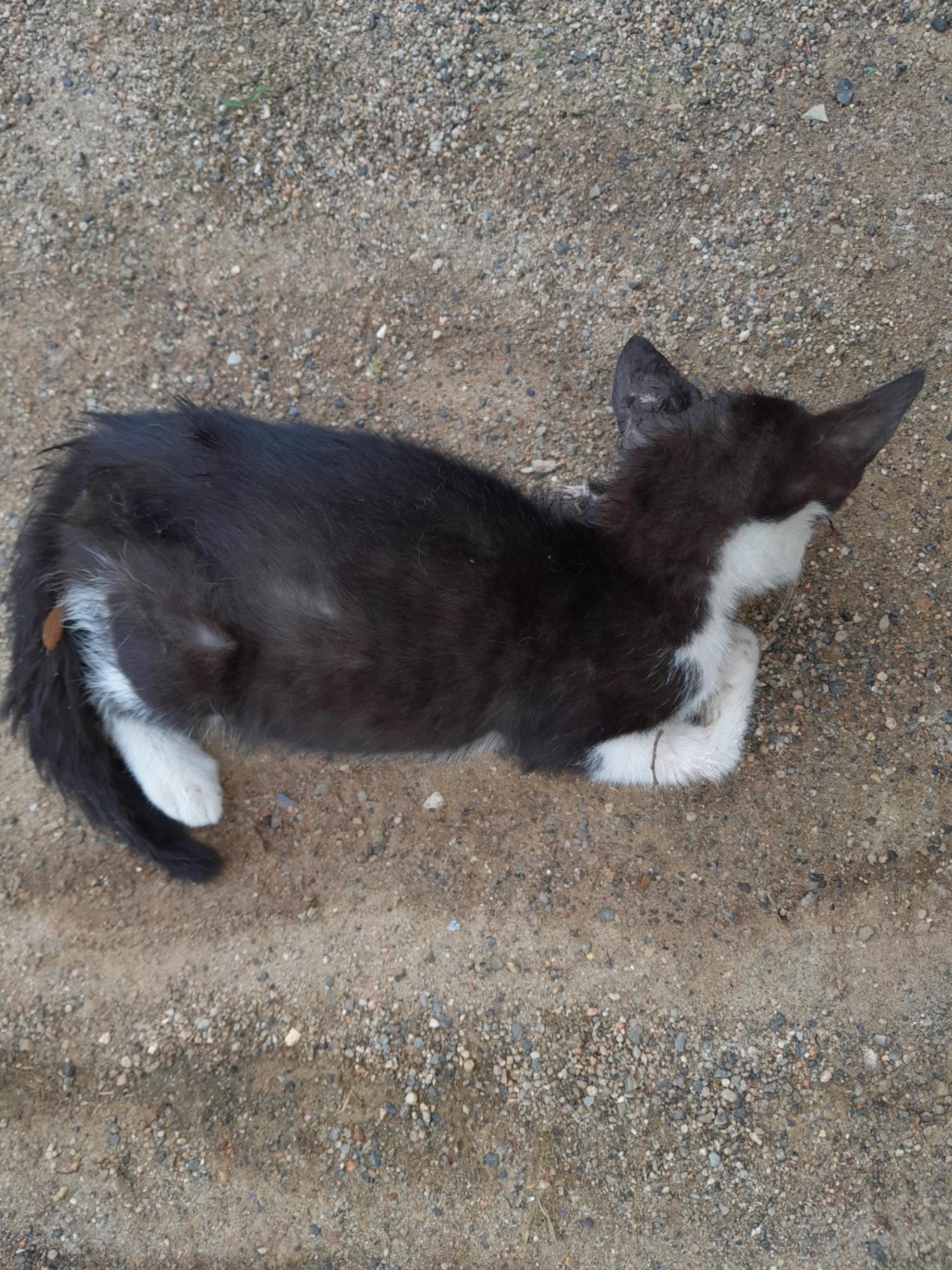 인천광역시수의사회_428352202300257