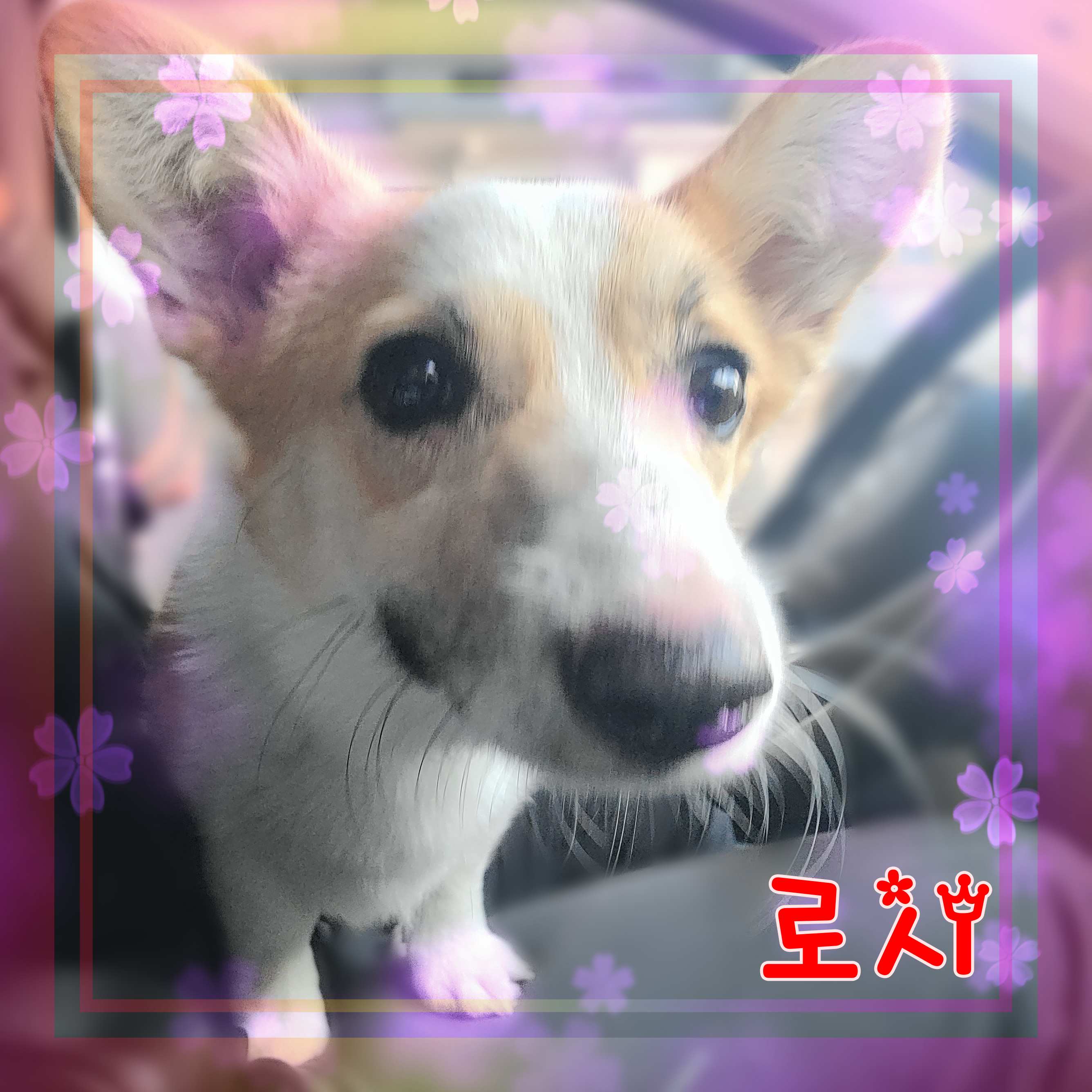 군산유기동물보호센터_445467202301305