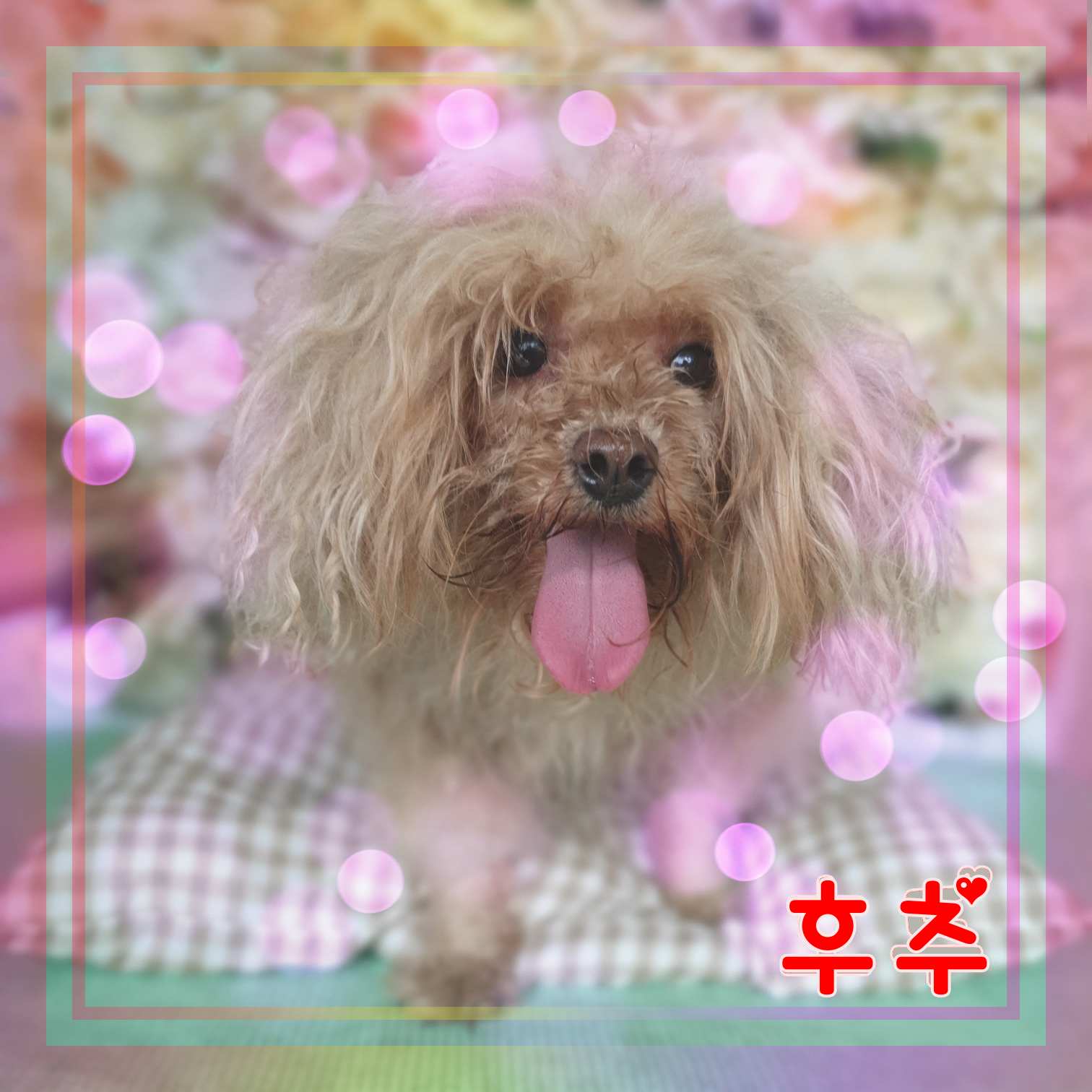 군산유기동물보호센터_445467202301303