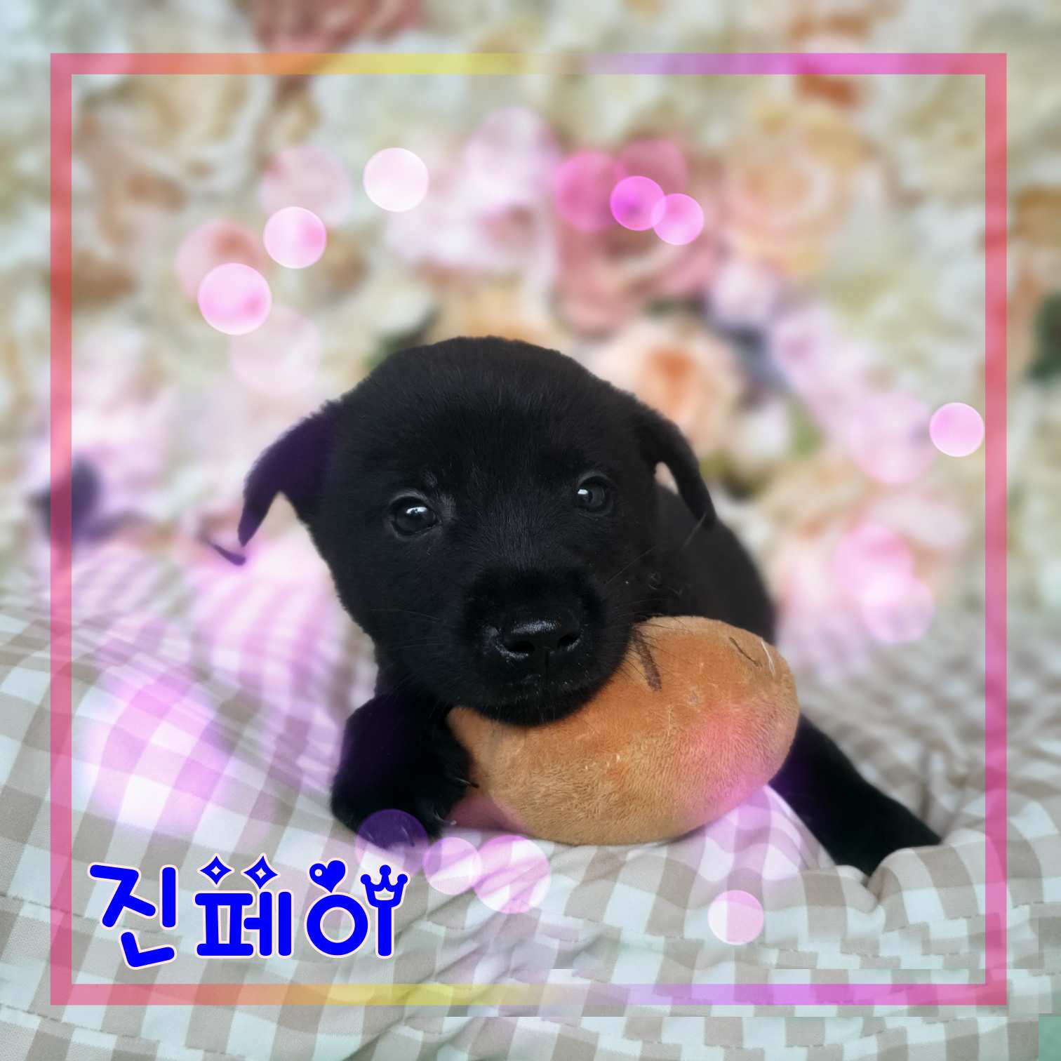 군산유기동물보호센터_445467202301299