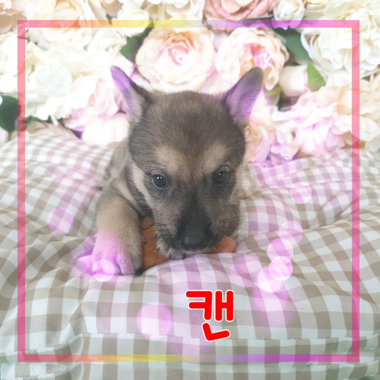 보호중 믹스견의 가…