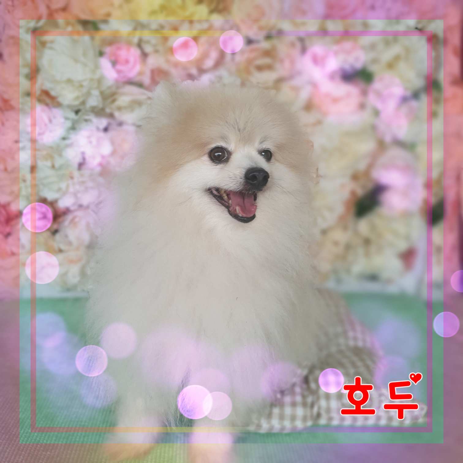 군산유기동물보호센터_445467202301302
