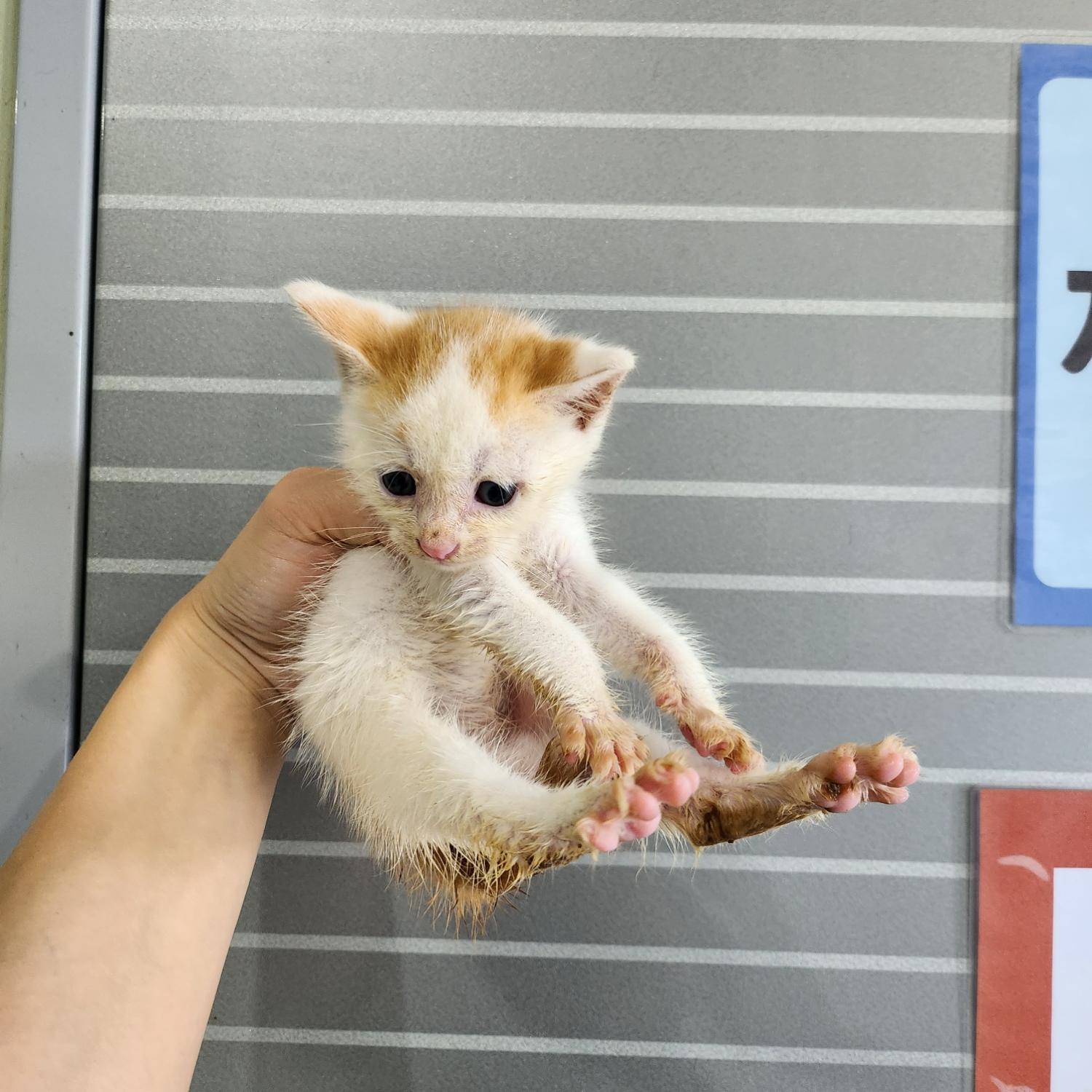 부산동물보호센터_426326202300456