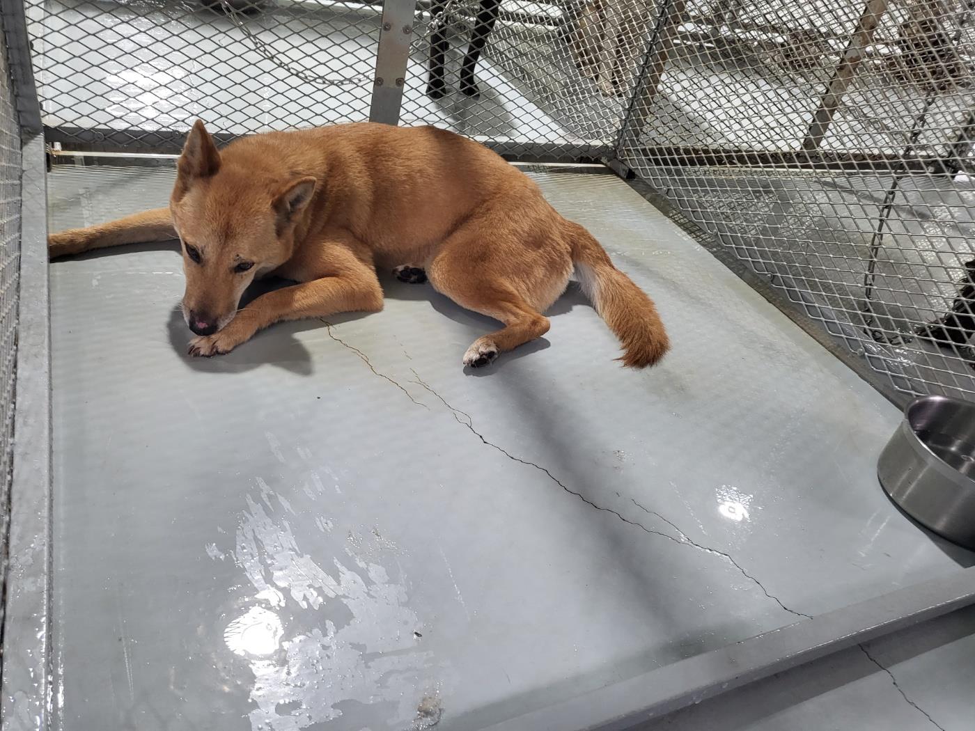 하얀비둘기_426328202300175