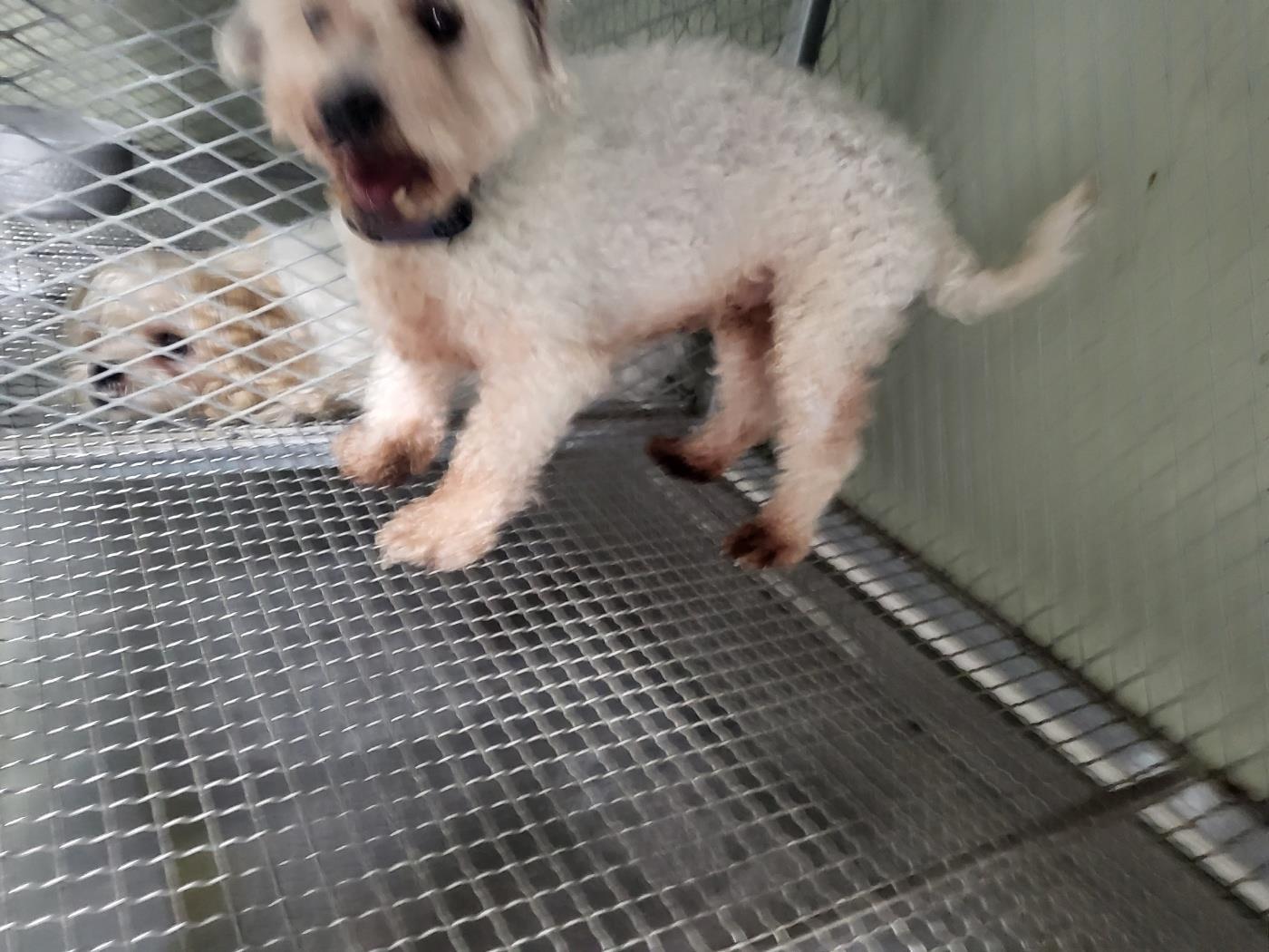 하얀비둘기_426328202300178