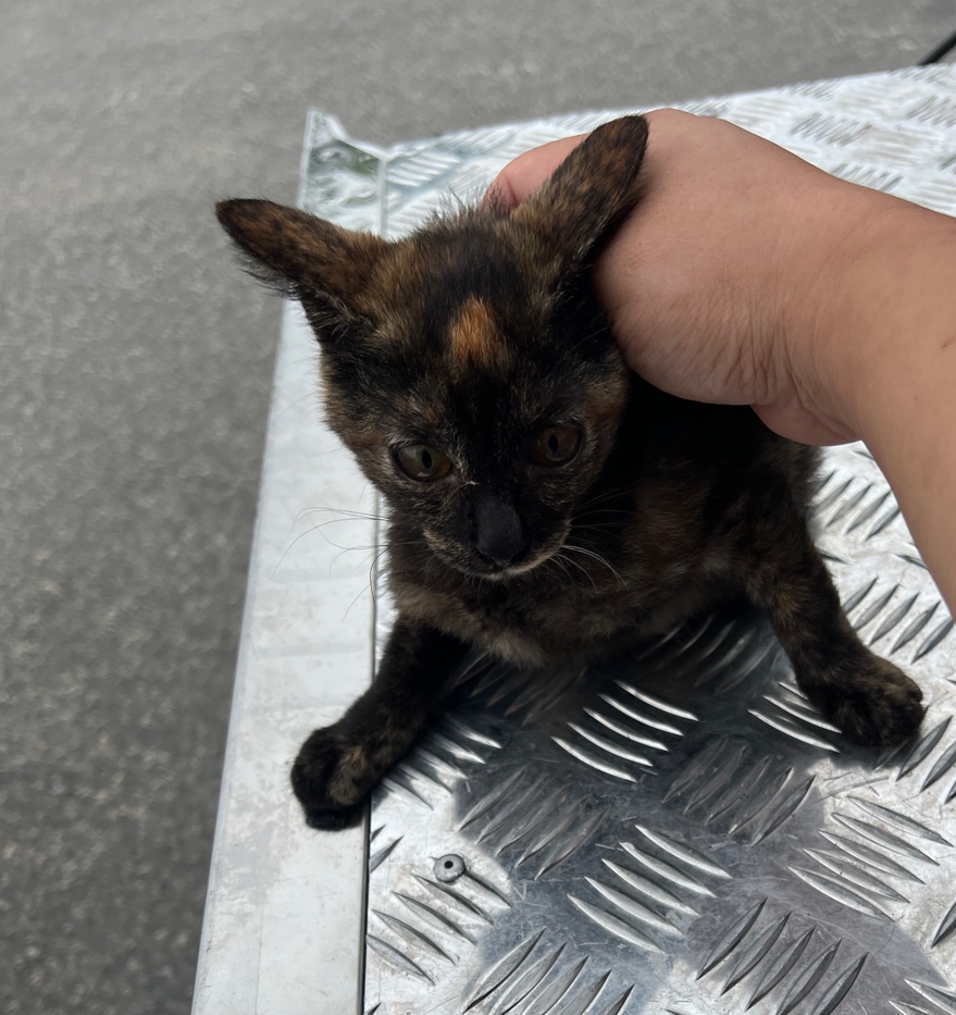 종료(자연사) 한국…
