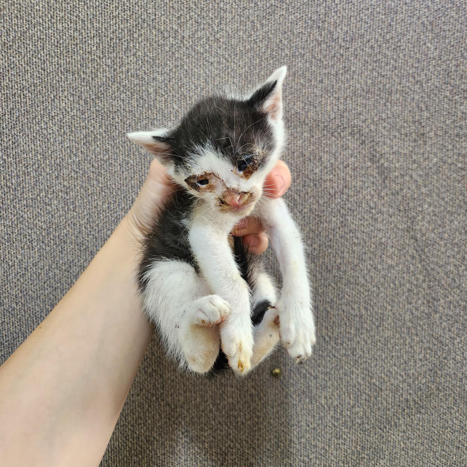 부산동물보호센터_426325202300244