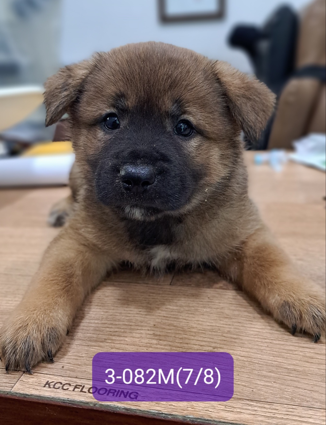 고성군유기동물보호소_448542202301483