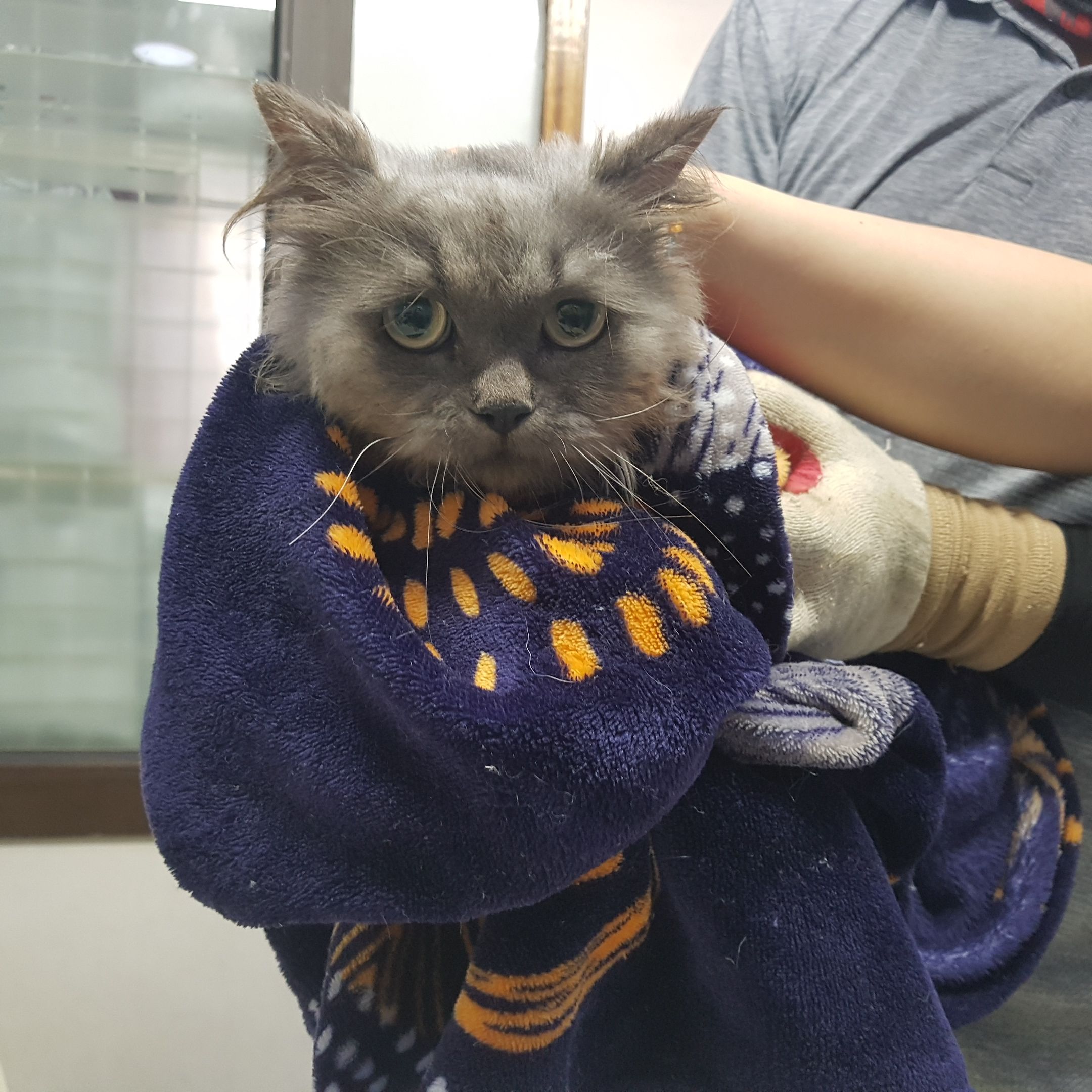 늘푸른동물병원_445464202302509