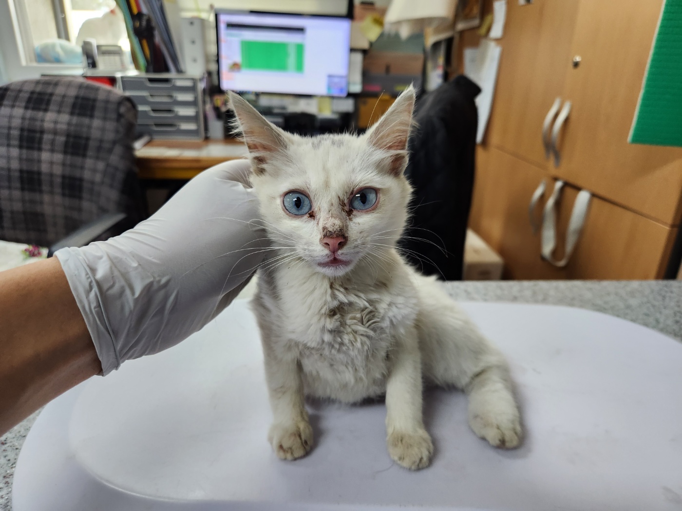 광주 동물보호소_429362202300583