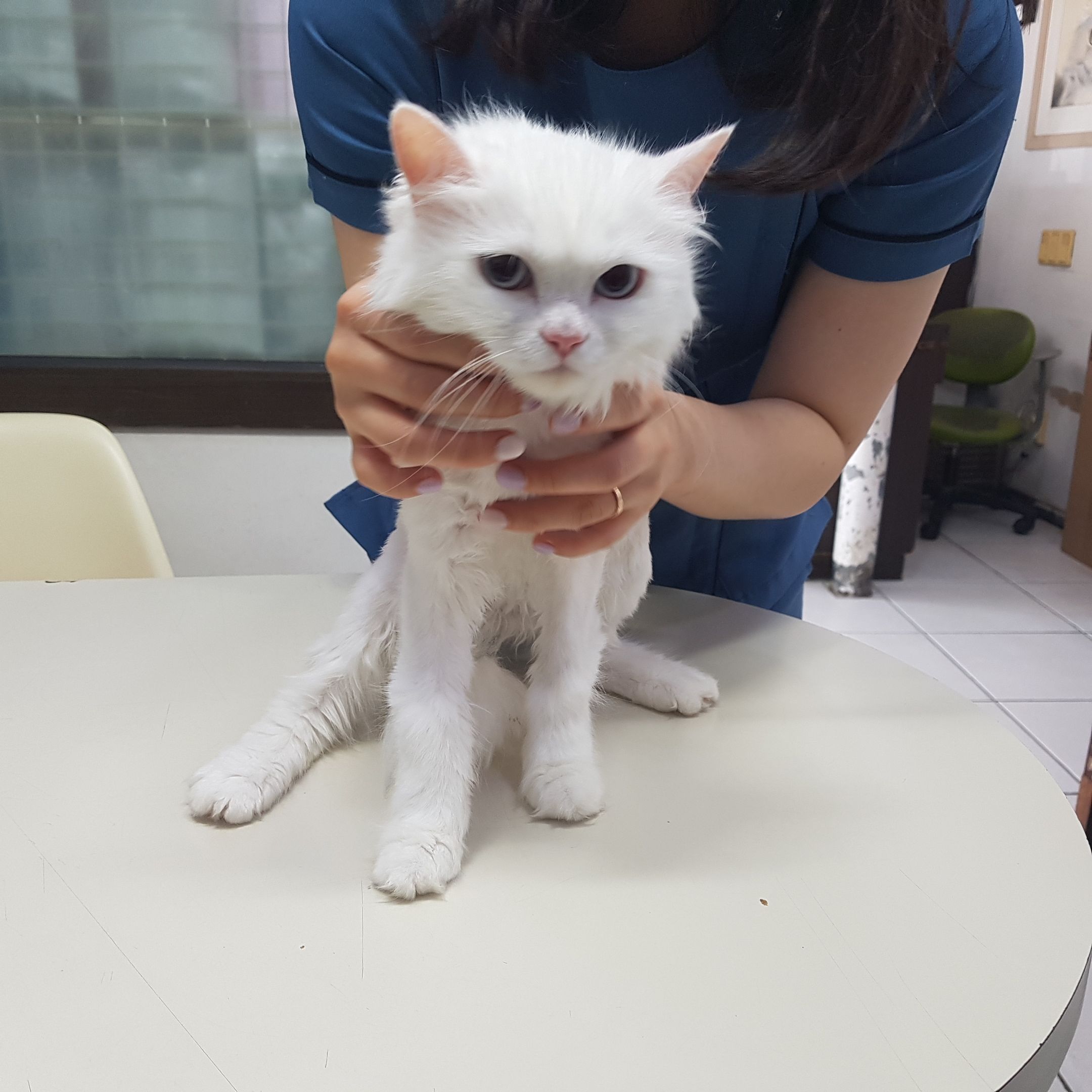 늘푸른동물병원_445464202302508
