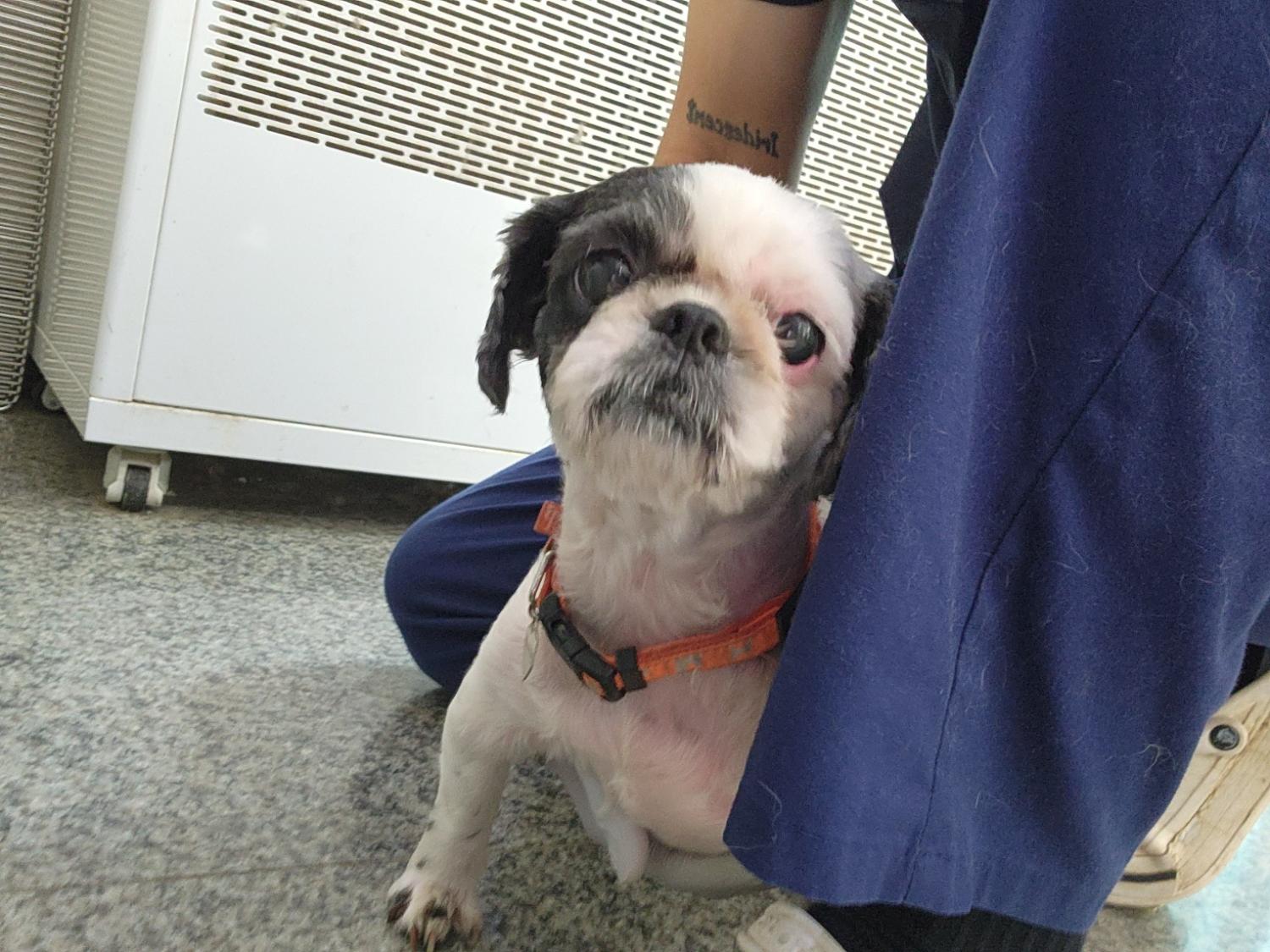 광주 동물보호소_429361202300300