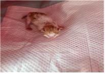 (사)유기동물및동물보호관리협회_426339202300182