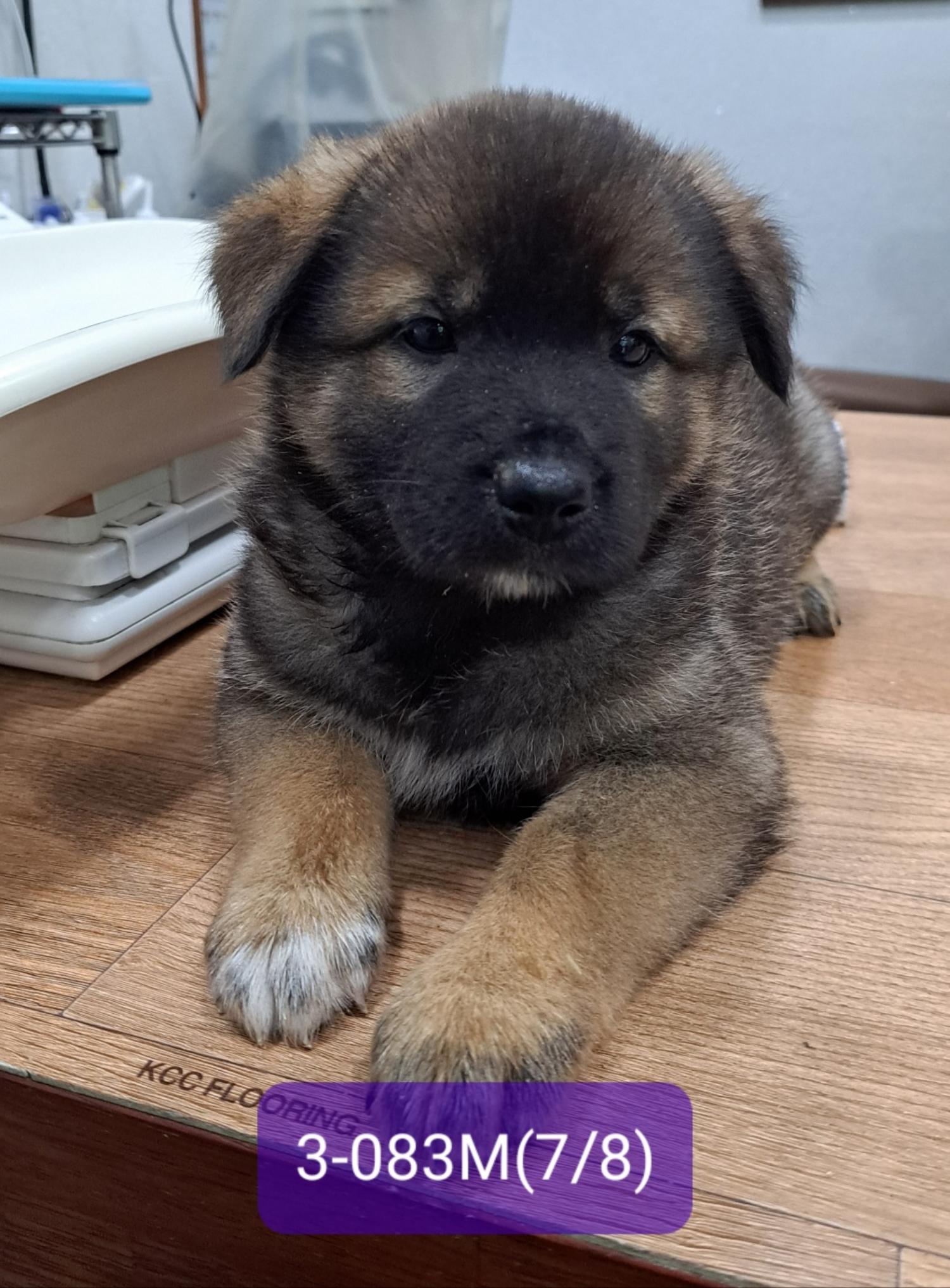 고성군유기동물보호소_448542202301484