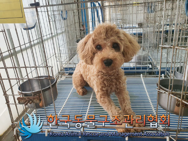 보호중 푸들의 가족…
