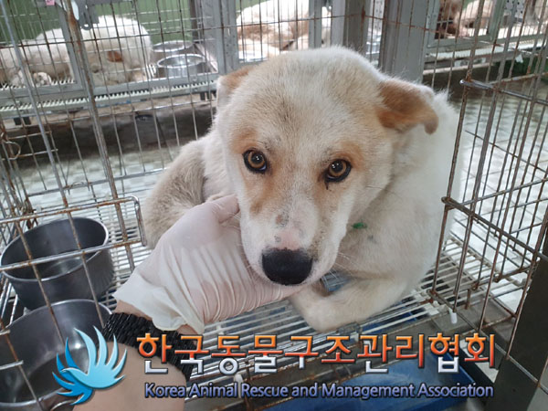 한국동물구조관리협회_441560202300879