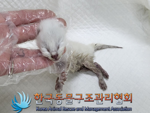한국동물구조관리협회_411306202300471