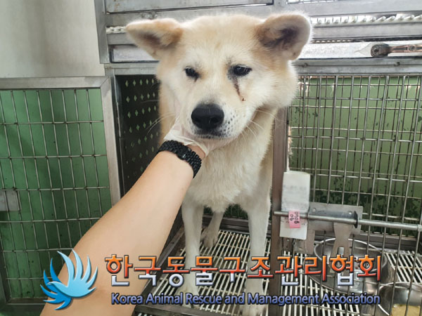 한국동물구조관리협회_441392202300146
