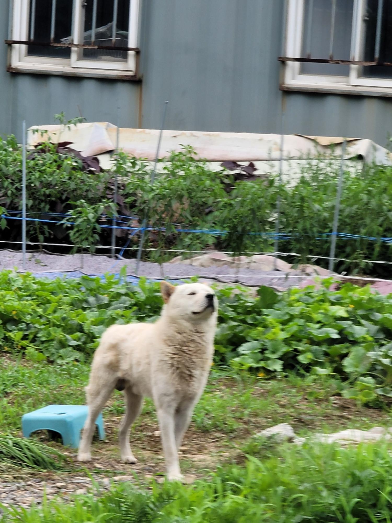 증평 가정견 훈련소_443445202300417