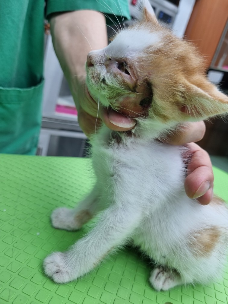 보호중 한국 고양이…