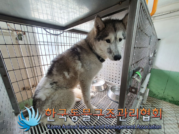 한국동물구조관리협회_441560202300883