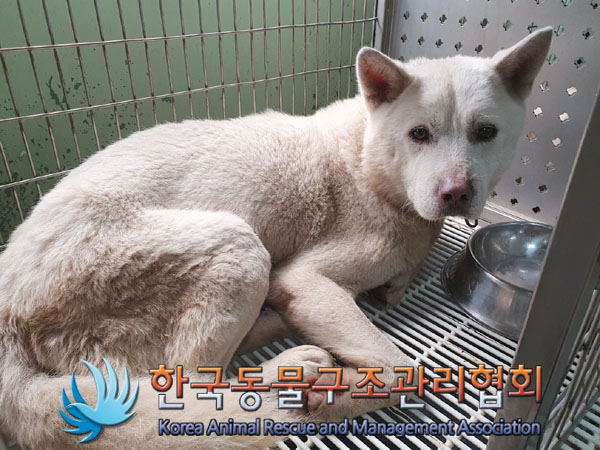 종료(반환) 믹스견…