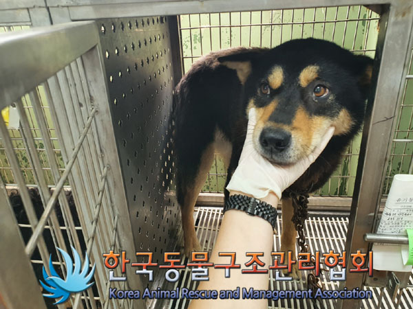 종료(안락사) 믹스…