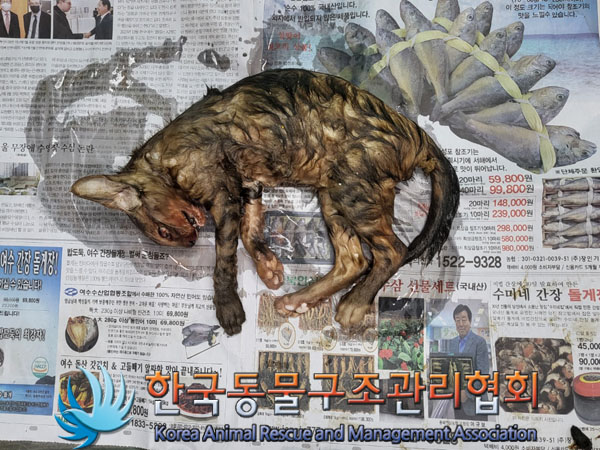 한국동물구조관리협회_411323202300685