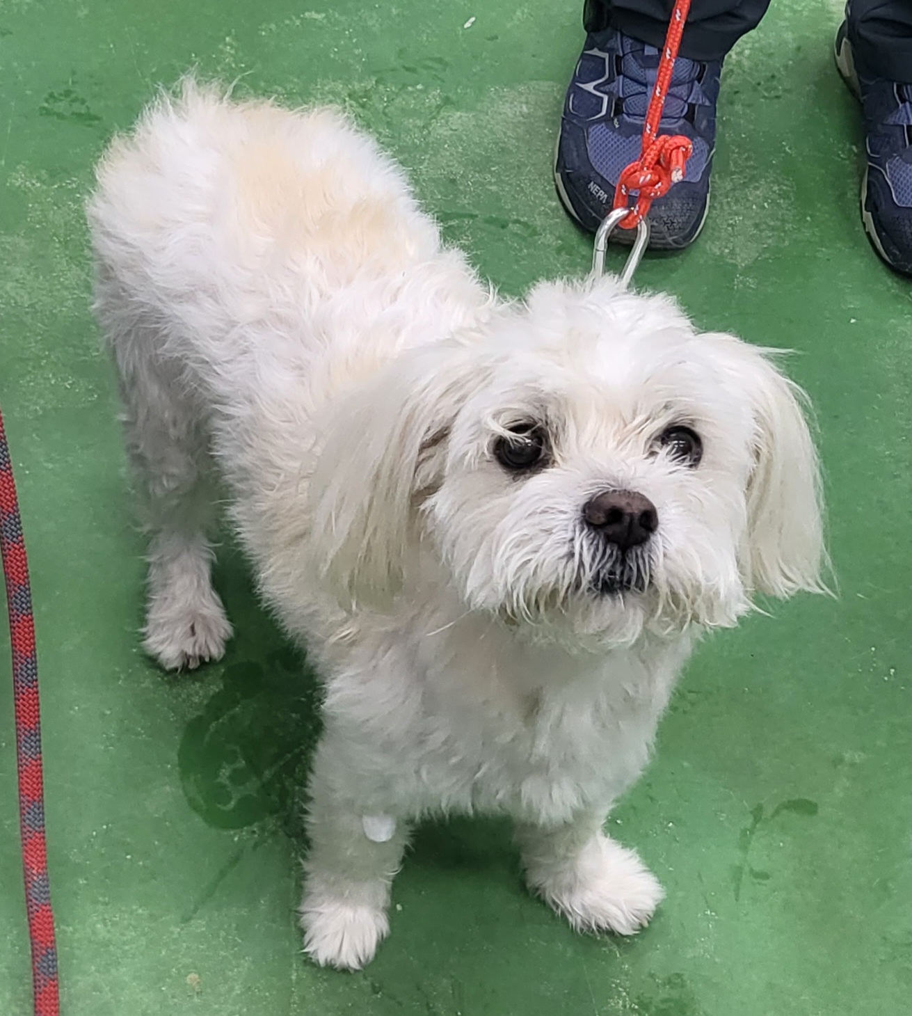 제천시 동물보호센터_443440202300252