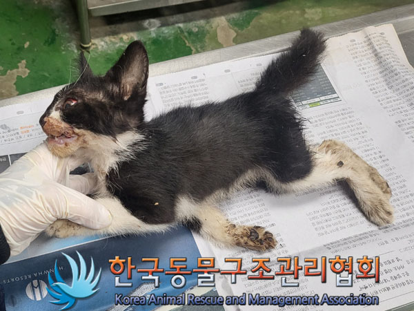 한국동물구조관리협회_411309202300276