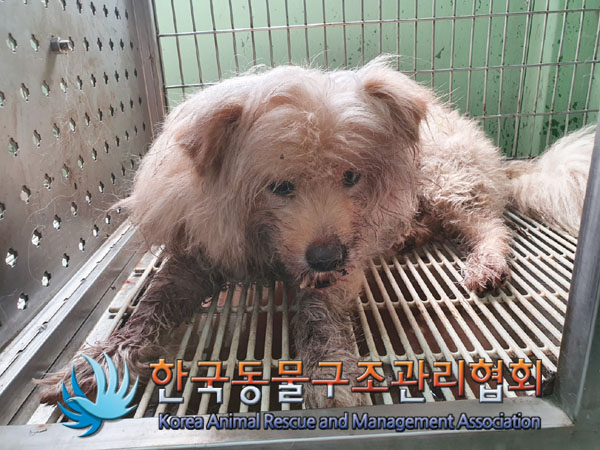 한국동물구조관리협회_411305202300359