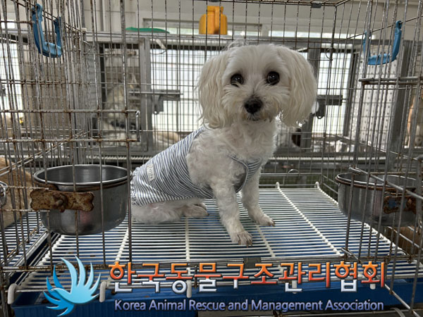 한국동물구조관리협회_441560202300881