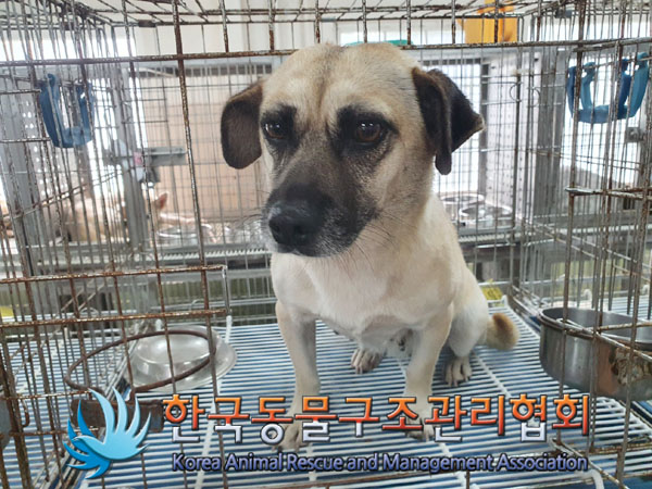 한국동물구조관리협회_441560202300882