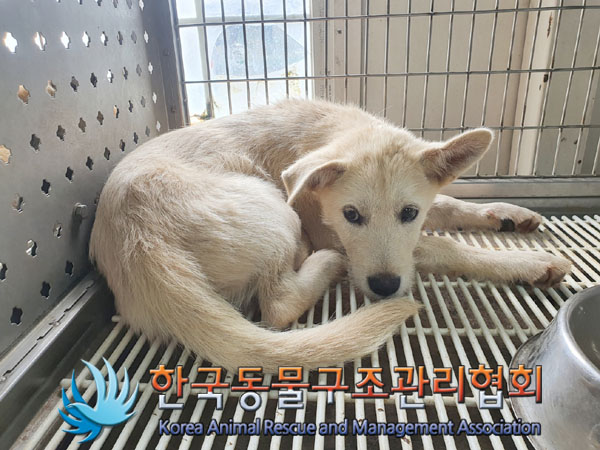 한국동물구조관리협회_441409202301112
