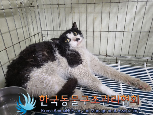 한국동물구조관리협회_411310202300302