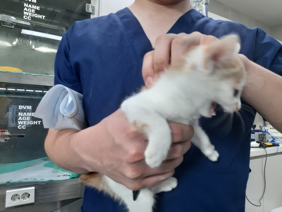 양평군유기동물보호소_441417202300667