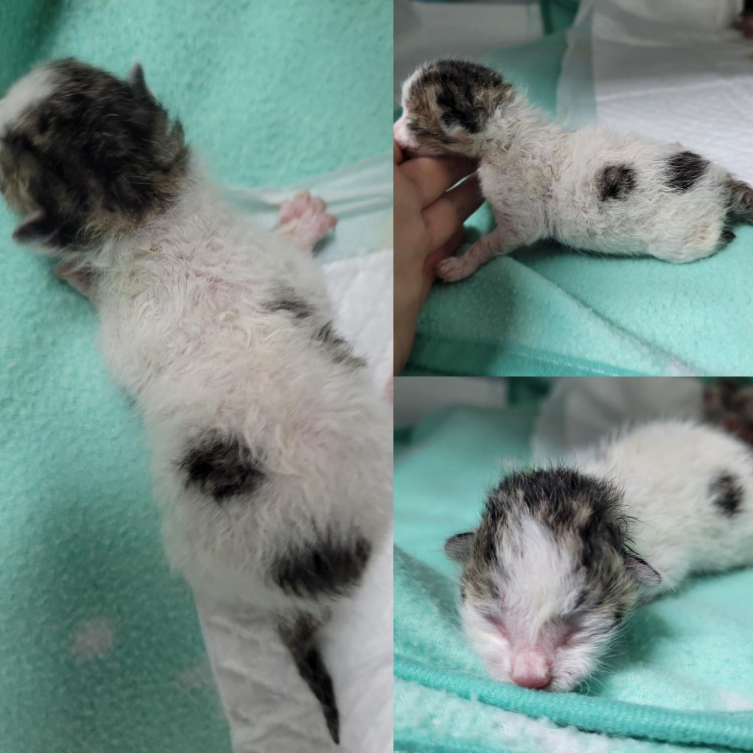 논산시 동물보호센터_444454202300591