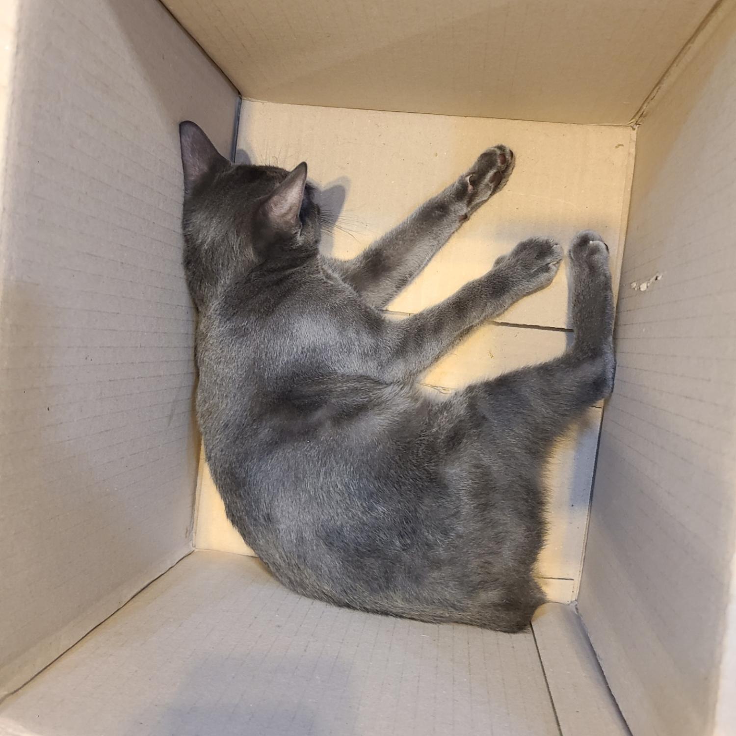예스동물병원_427346202300824