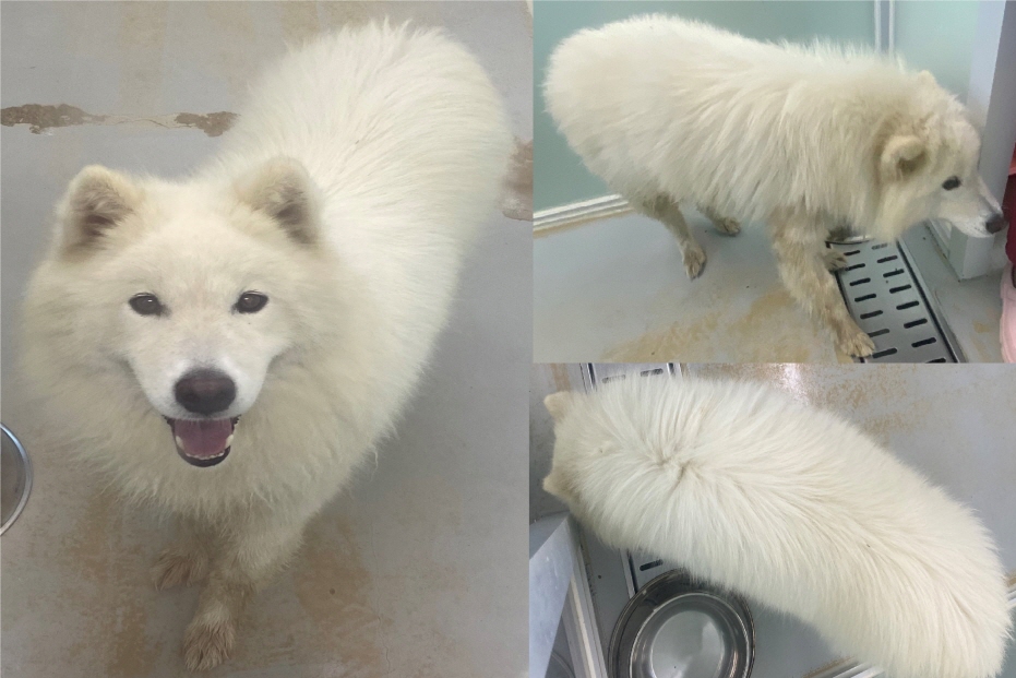 서산시 동물보호센터_444453202300587