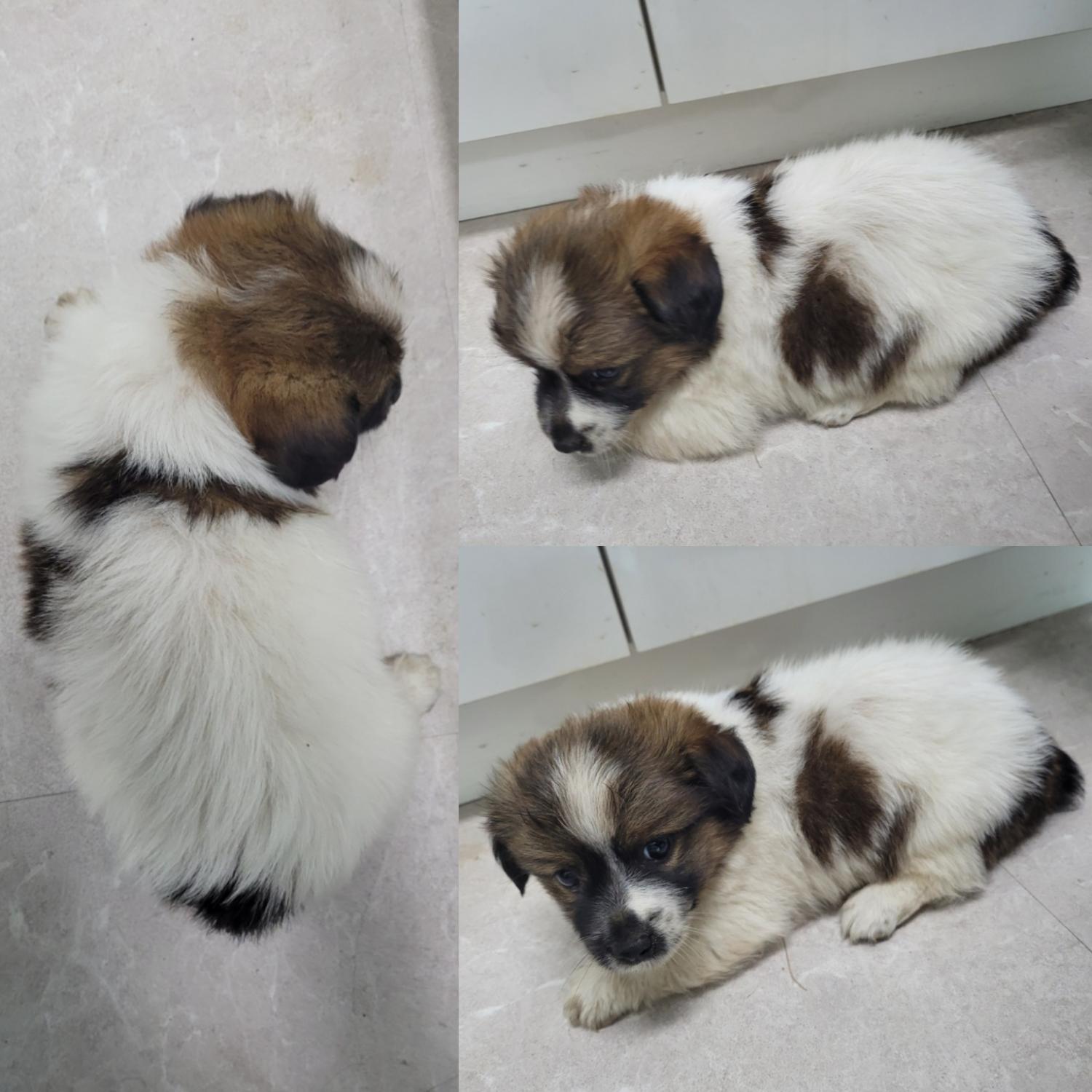 논산시 동물보호센터_444454202300588