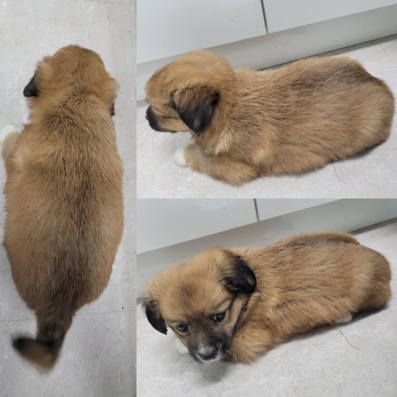논산시 동물보호센터_444454202300585