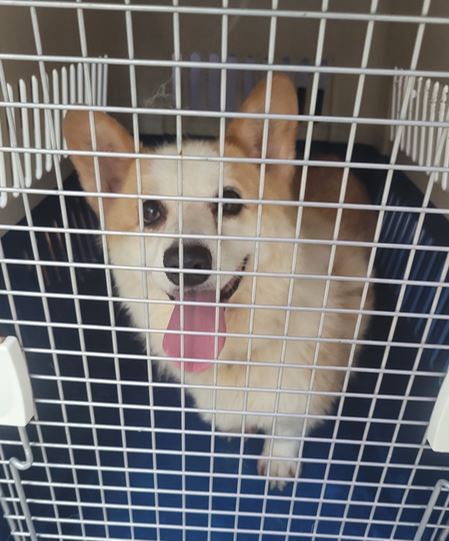 군산유기동물보호센터_445467202301307