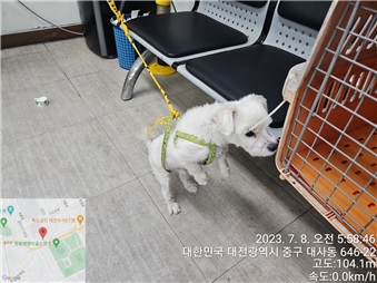 대전동물보호센터_430365202300317