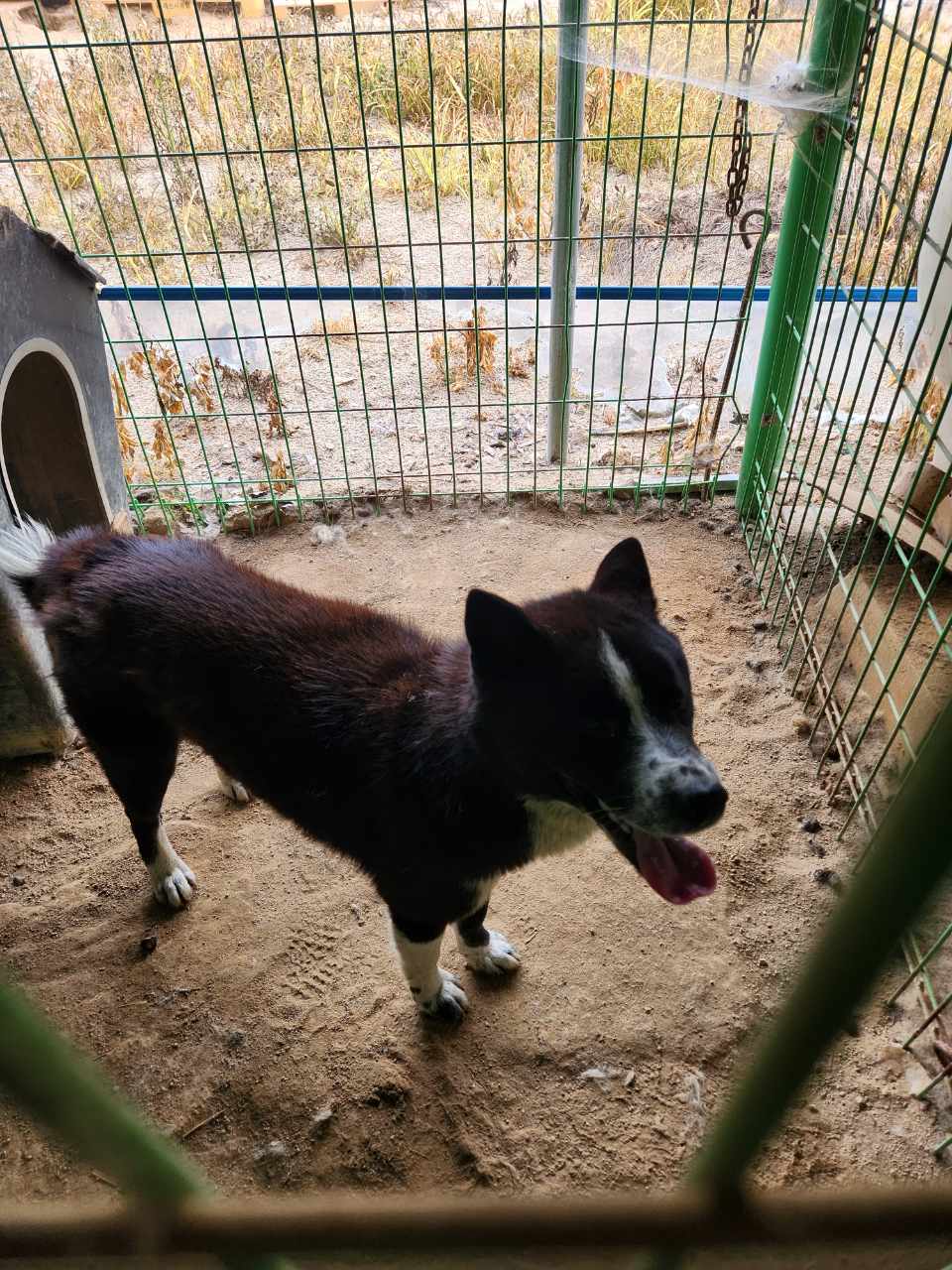 더가까운동물병원_443442202300042
