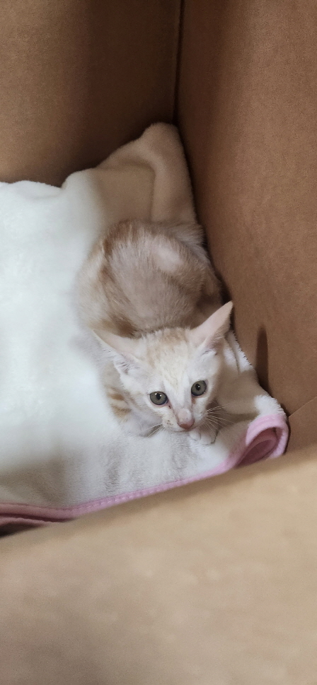 익산유기동물보호소_445468202301435
