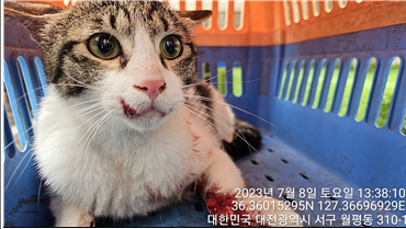 대전동물보호센터_430366202300418