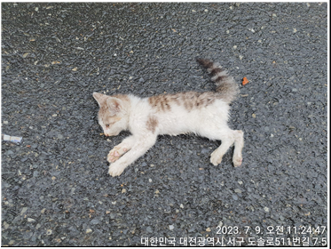 대전동물보호센터_430366202300420