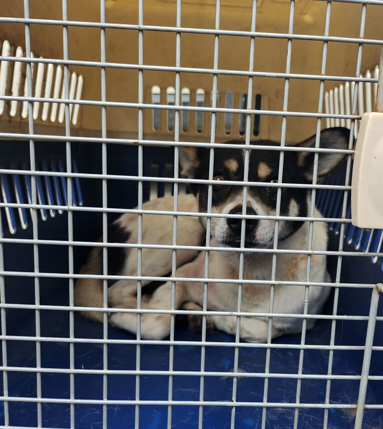 울산유기동물보호센터_431373202300731
